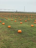 Elementary Pumpkin Patch A Huge Success