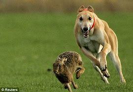 Hounds vs. Rabbits Tonight